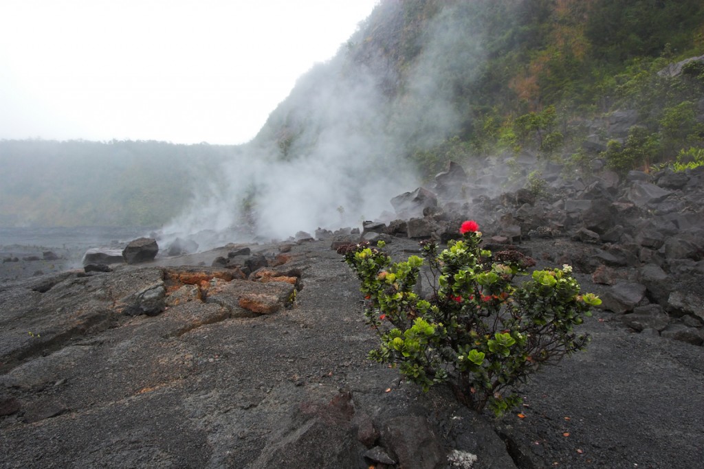 Blooming Ohia Lehua Flowers