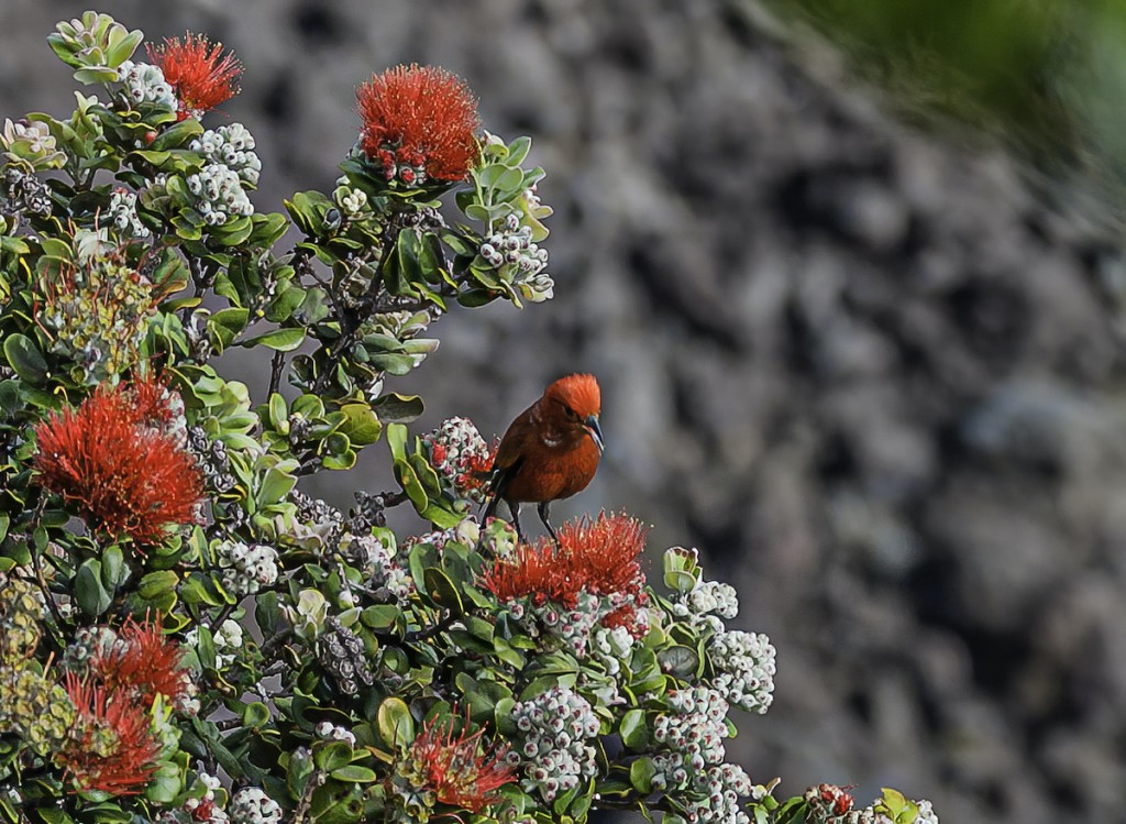 The Apapane (himatione Sanguinea, Is A Small, Crimson, Species Of Hawaiian Honeycreeper Endemic To The Hawaiian Islands. They Are The Most Abundant And Widely Distributed Honeycreeper And Are Found On The Islands Of Hawai ªi, Maui, LƒÅna ªi, Kaua ªi, Molo