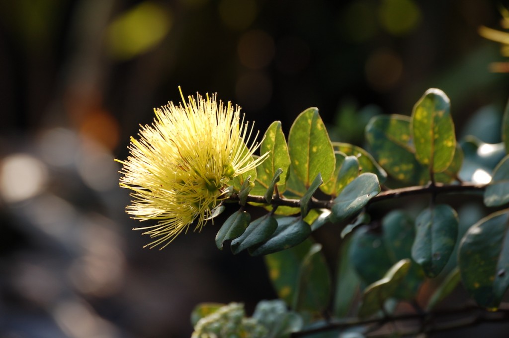 Lehua Mamo