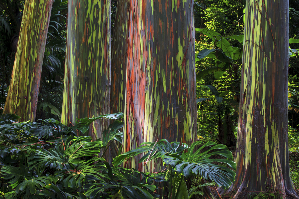 rainbow eucalyptus