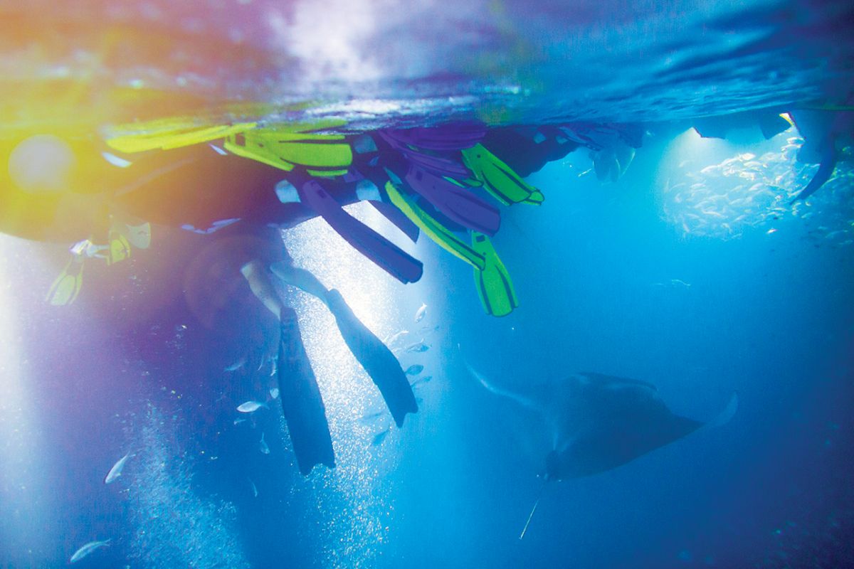 hawaii manta rays kailua kona