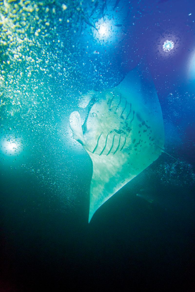 manta ray diving hawaii