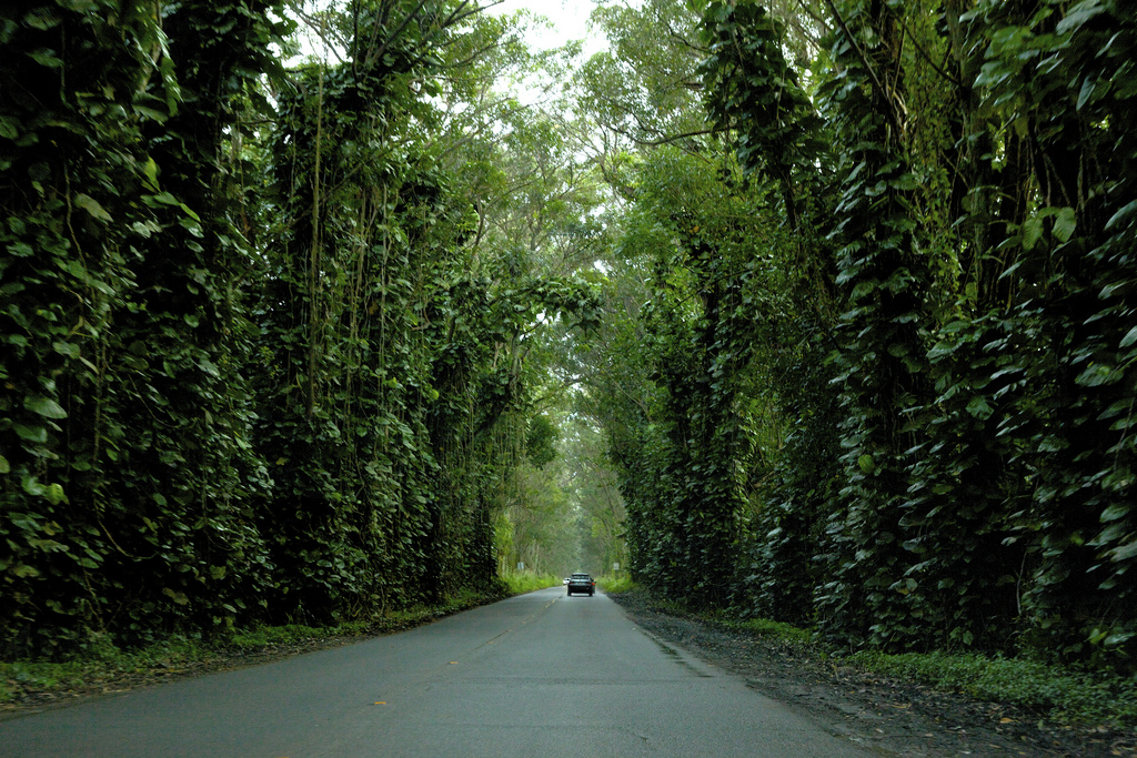 maluhia tree tunnel kauai