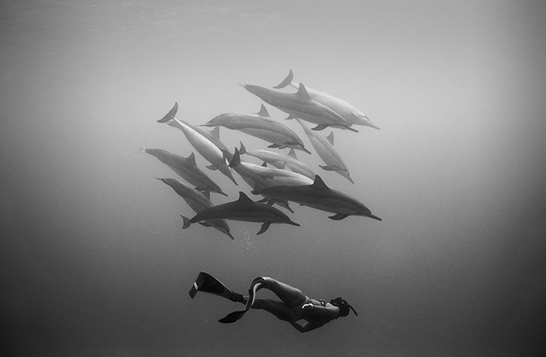 wayne-levin-underwater-photography