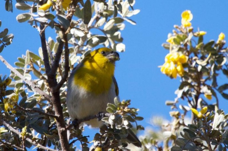 palila forest discovery trail