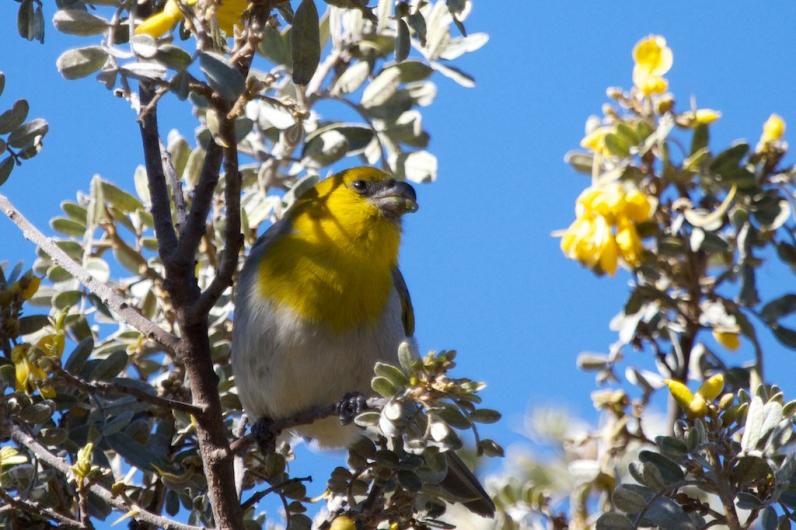 palila forest discovery trail