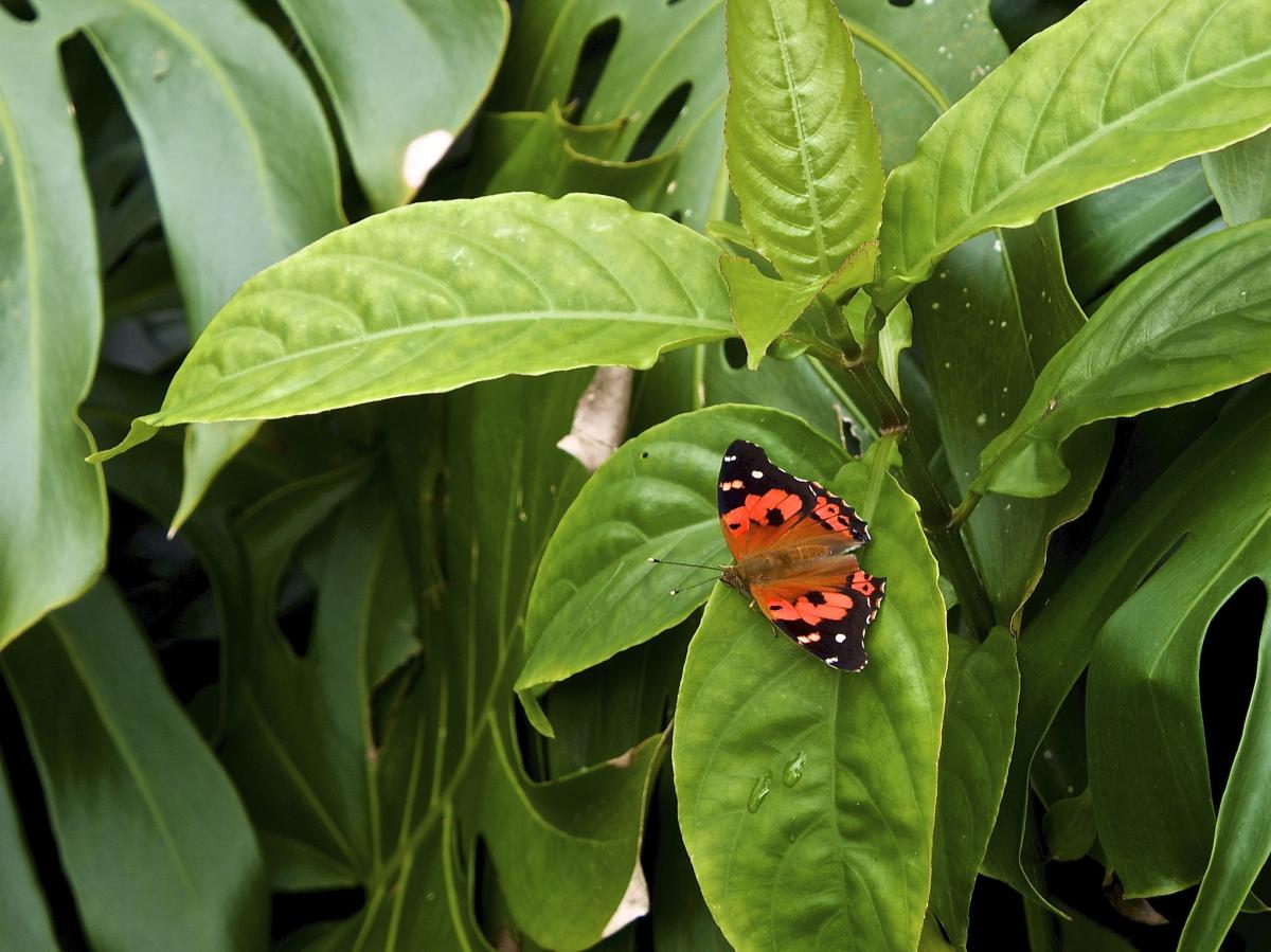 kamehameha butterfly