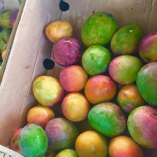 mangoes at the moana surfrider