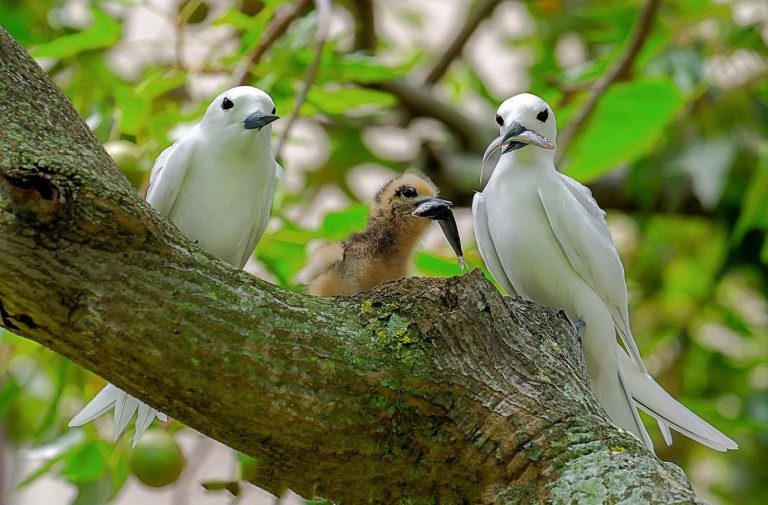 3 Parents Feeding Chick 20180715-DSCF6586