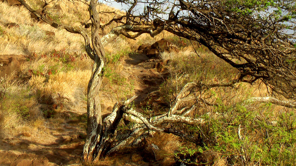 lahaina pali trail