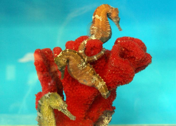 seahorses-hawaii-aquarium