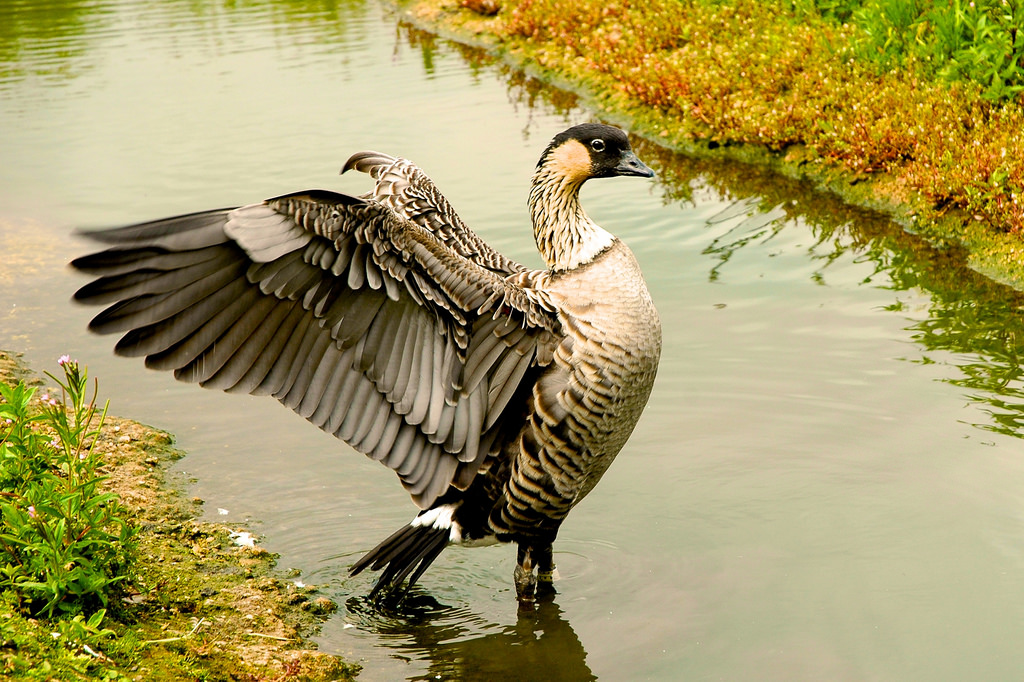 nene goose hawaii bird