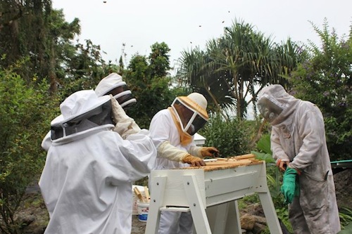 2nd_annual_hawaii_honey_festival