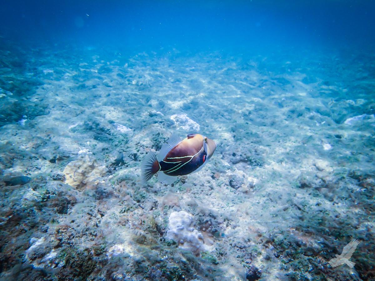humuhumunukunukuapuaa fish hawaii