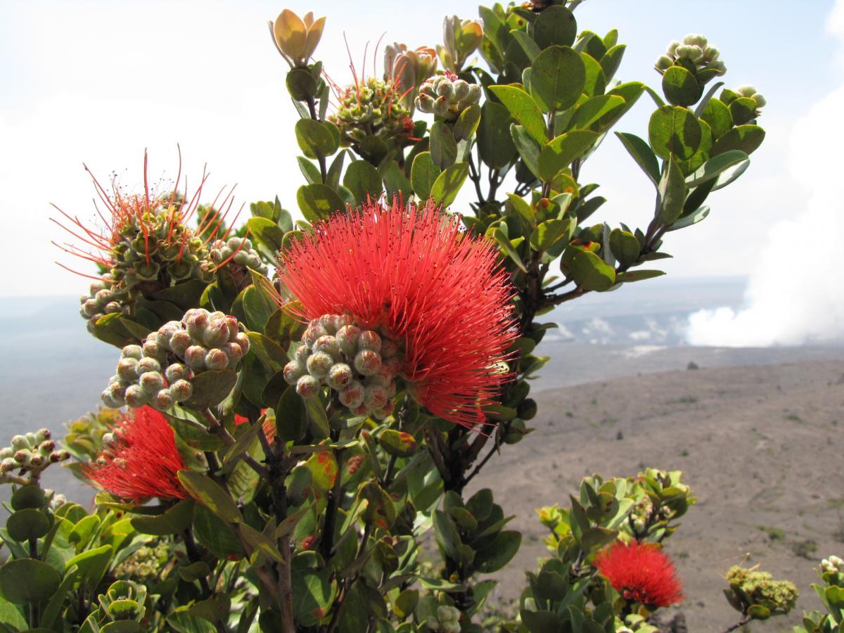 ohia lehua hawaii