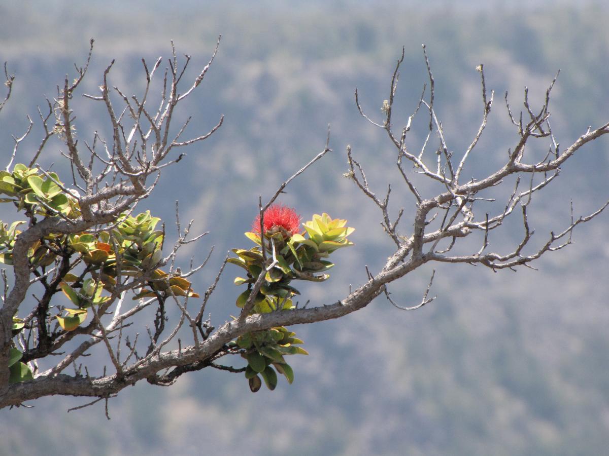 ohia lehua legend hawaiian