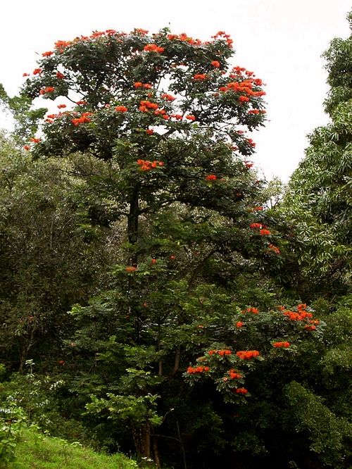 hawaii_challenge_save_kauai_rainforests