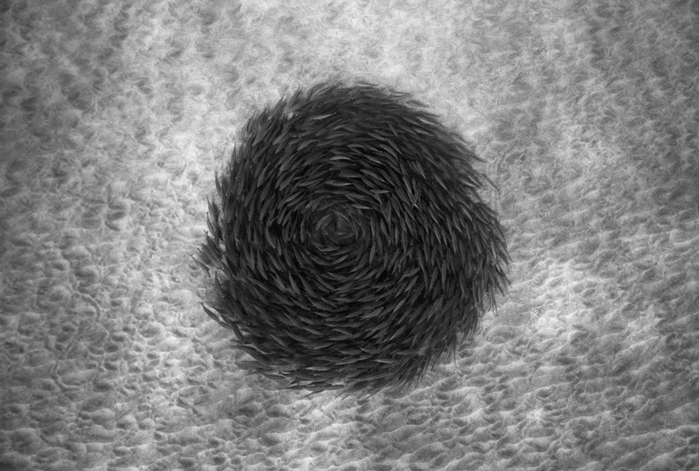 wayne-levin-underwater-photography