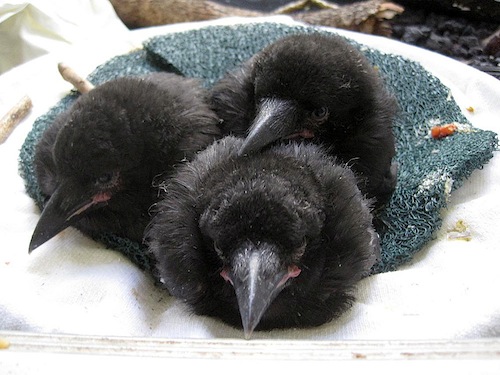 Alala-chicks-at-KBCC-Natalie-Staples-Aug2012