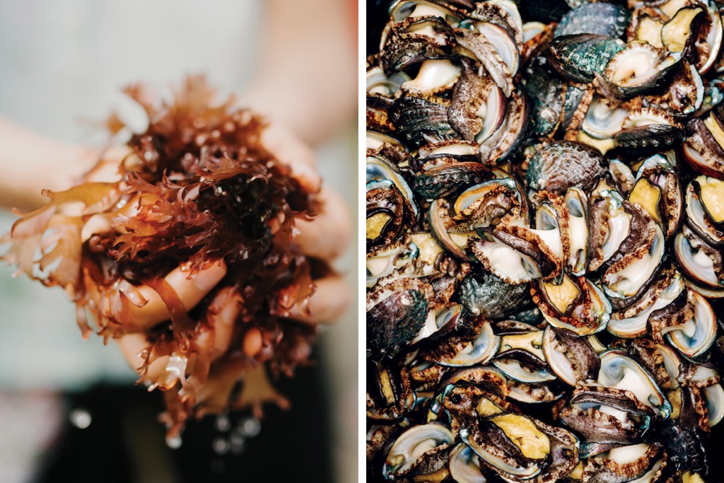 Banner Aquatic V2 MS