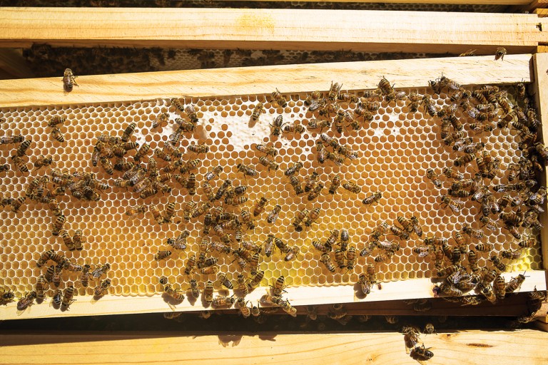 Bees1_Fahl
