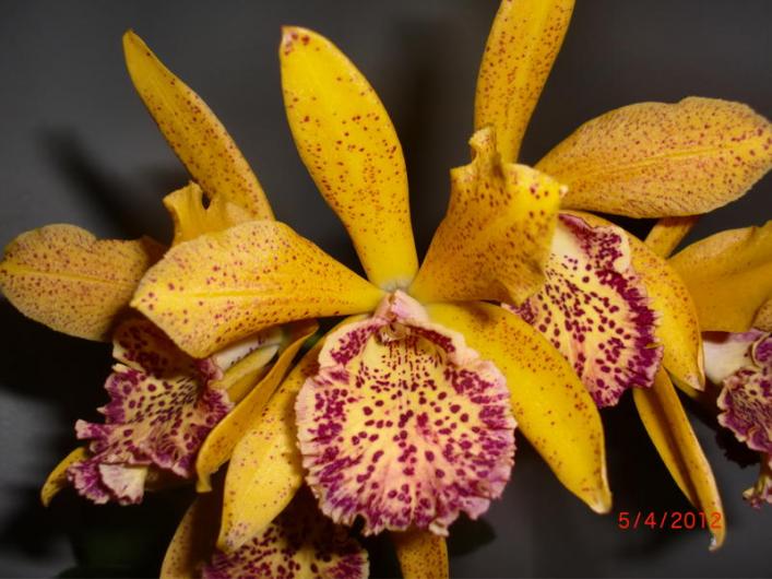 Blc Hawaiian Leopard