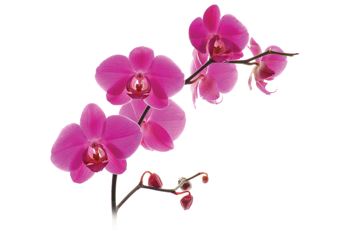 orchid