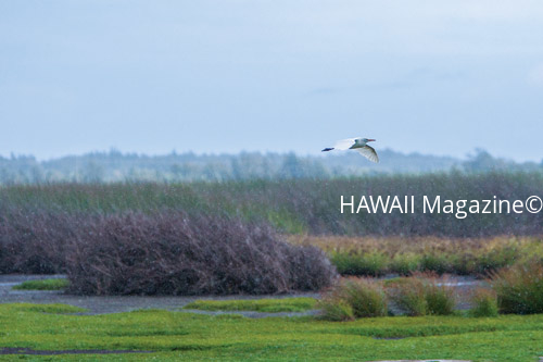 james_campbell_national_wildlife_refuge_Oahu james_campbell_national_wildlife_refuge_Oahu