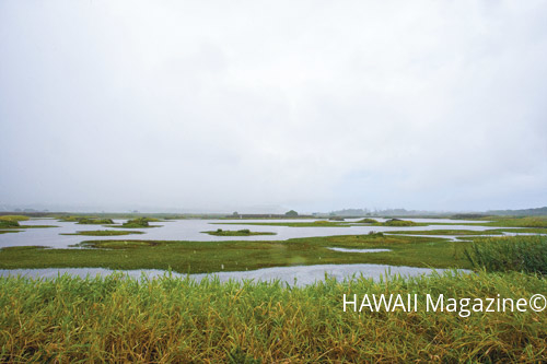 Campbell Refuge 3 copy