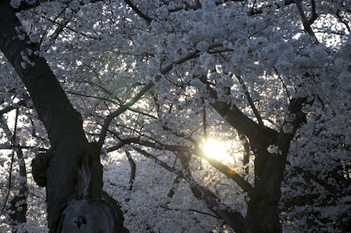 hilo_artist_named_official_artist_national_cherry_blossom_festival