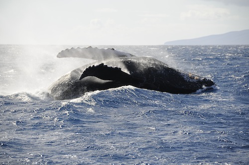 Hawaii_whale_Oahu_Maui_Kauai_Big_Island