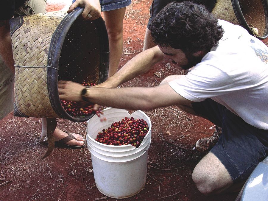 Kona_Coffee_Hawaii_bean