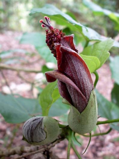 Endangered Hibiscus by NPS