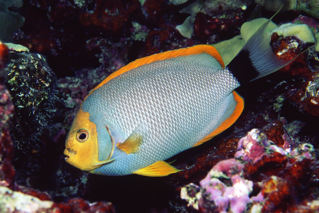 Hawaii_Oahu_Waikiki_Northwestern Hawaiian Islands