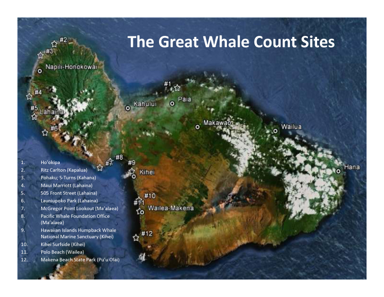great whale count