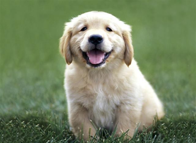 GoldenRetrieverPuppy