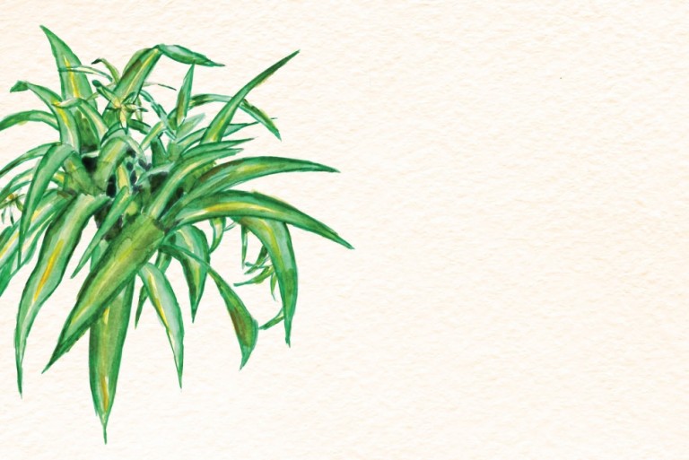 Plants