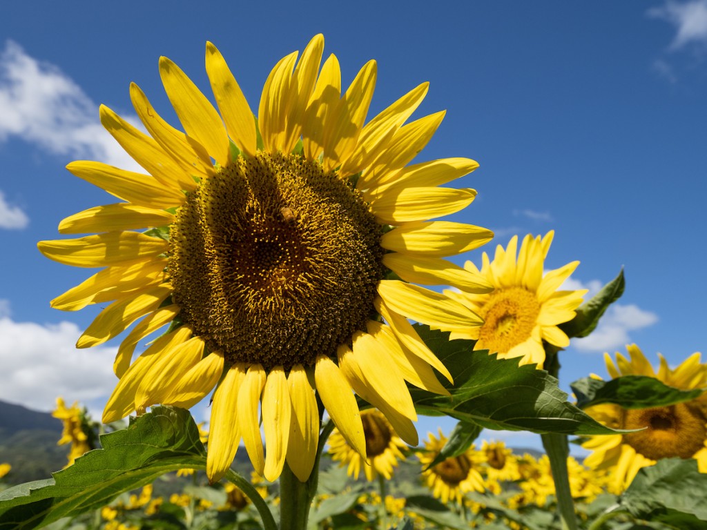 HN1908-dc-Sunflowers-0428