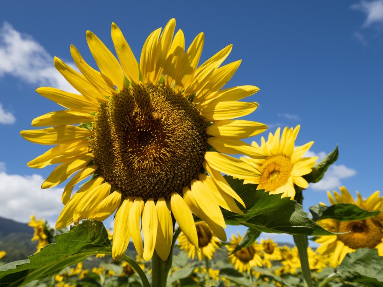 HN1908-dc-Sunflowers-0428