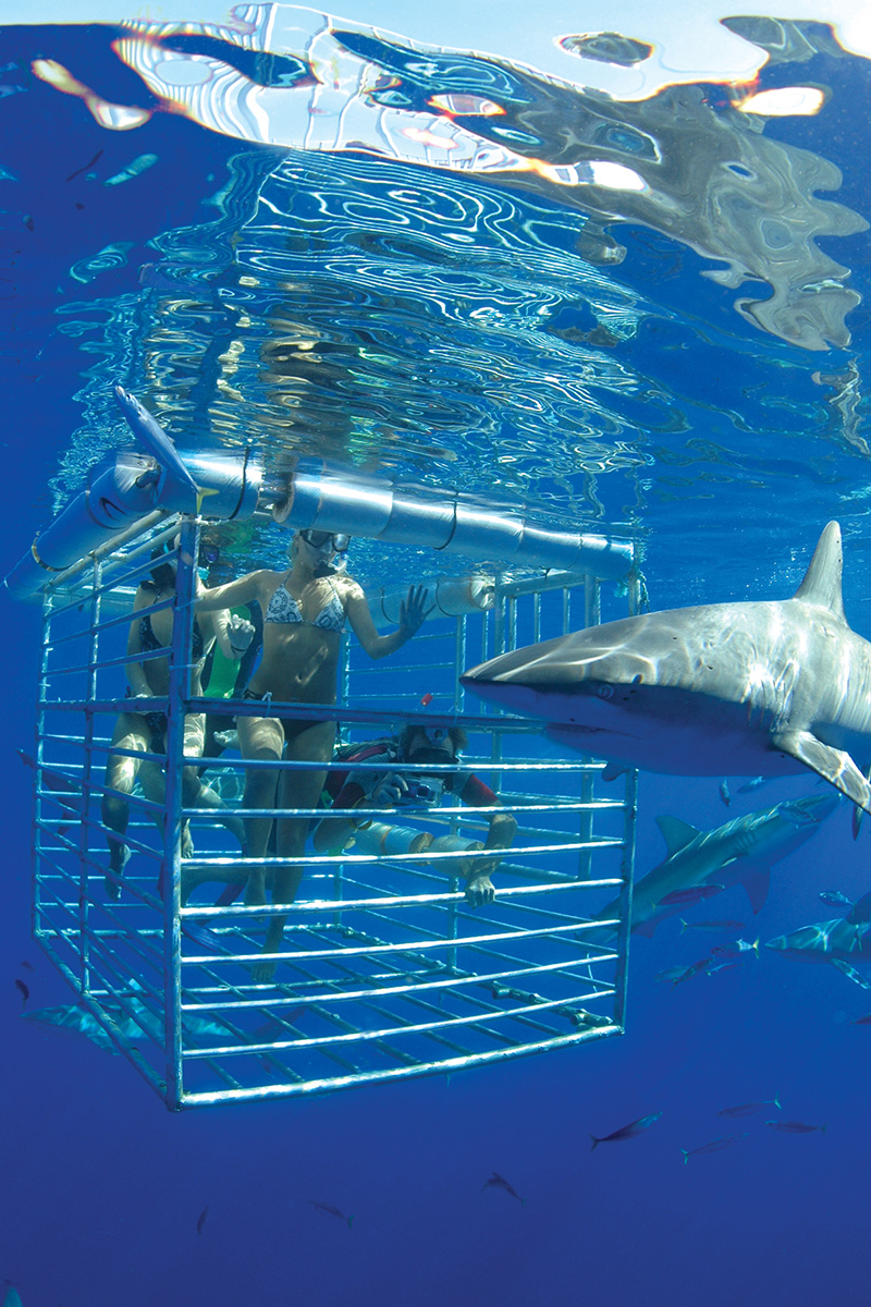 shark cage