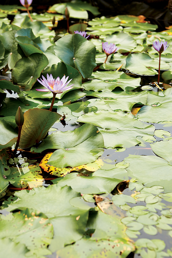 garden of eden botanical gardens