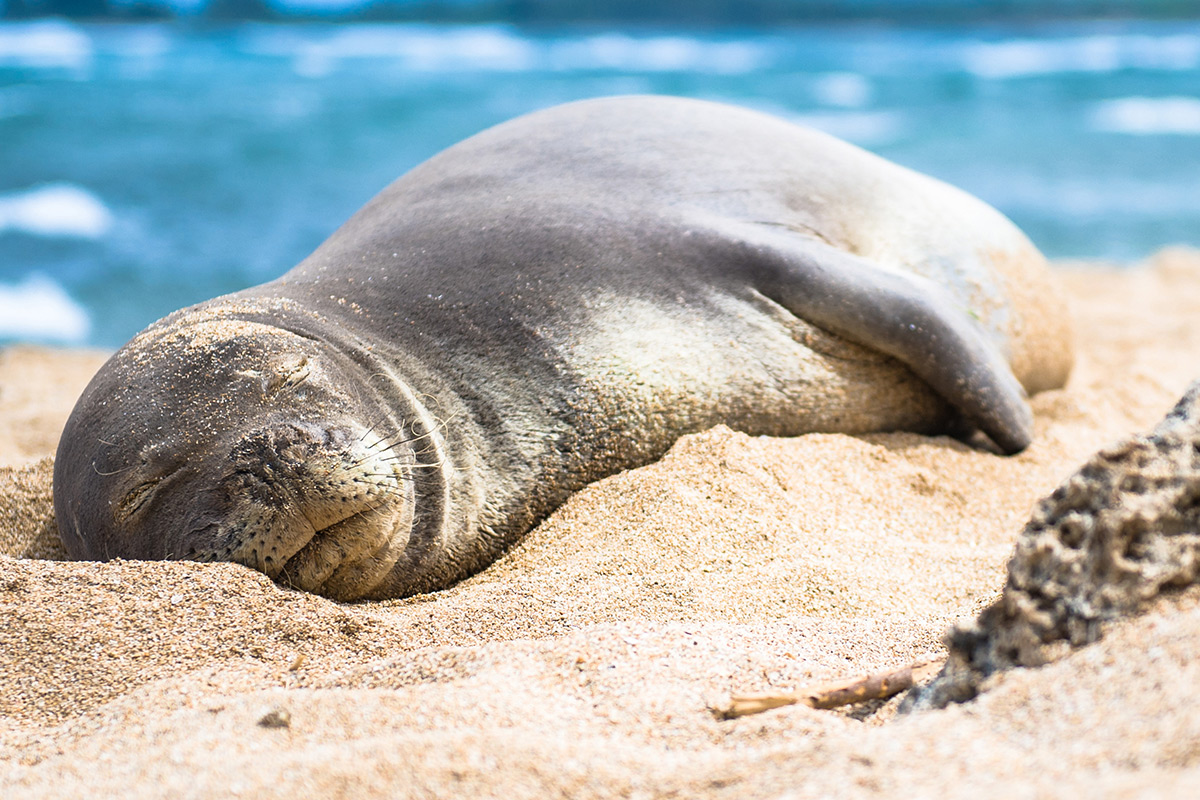 monk seal
