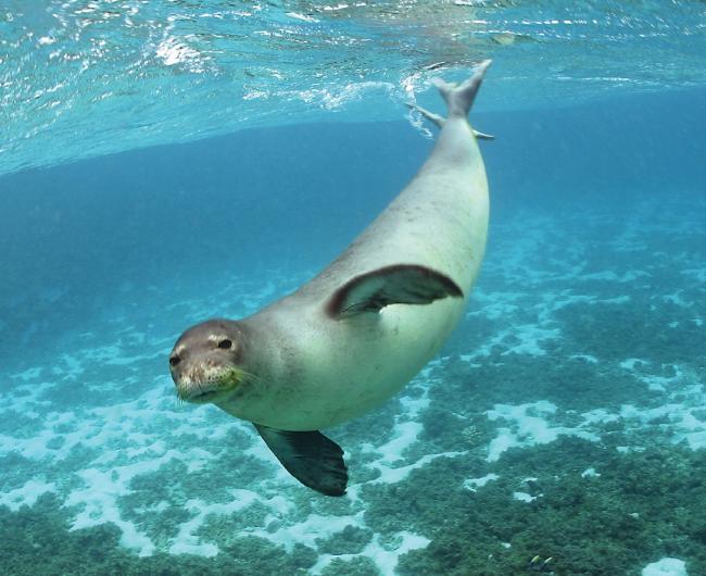 Hawaiian_Monk_Seal