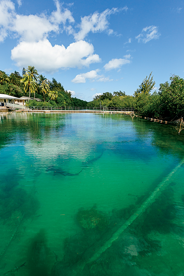 coconut island kaneohe