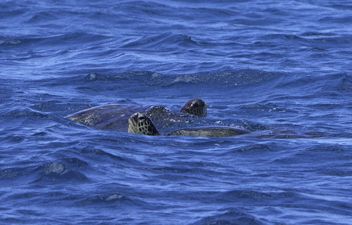 Waikiki_lunch_and_snorkel_catamaran_sail Waikiki_lunch_and_snorkel_catamaran_sail