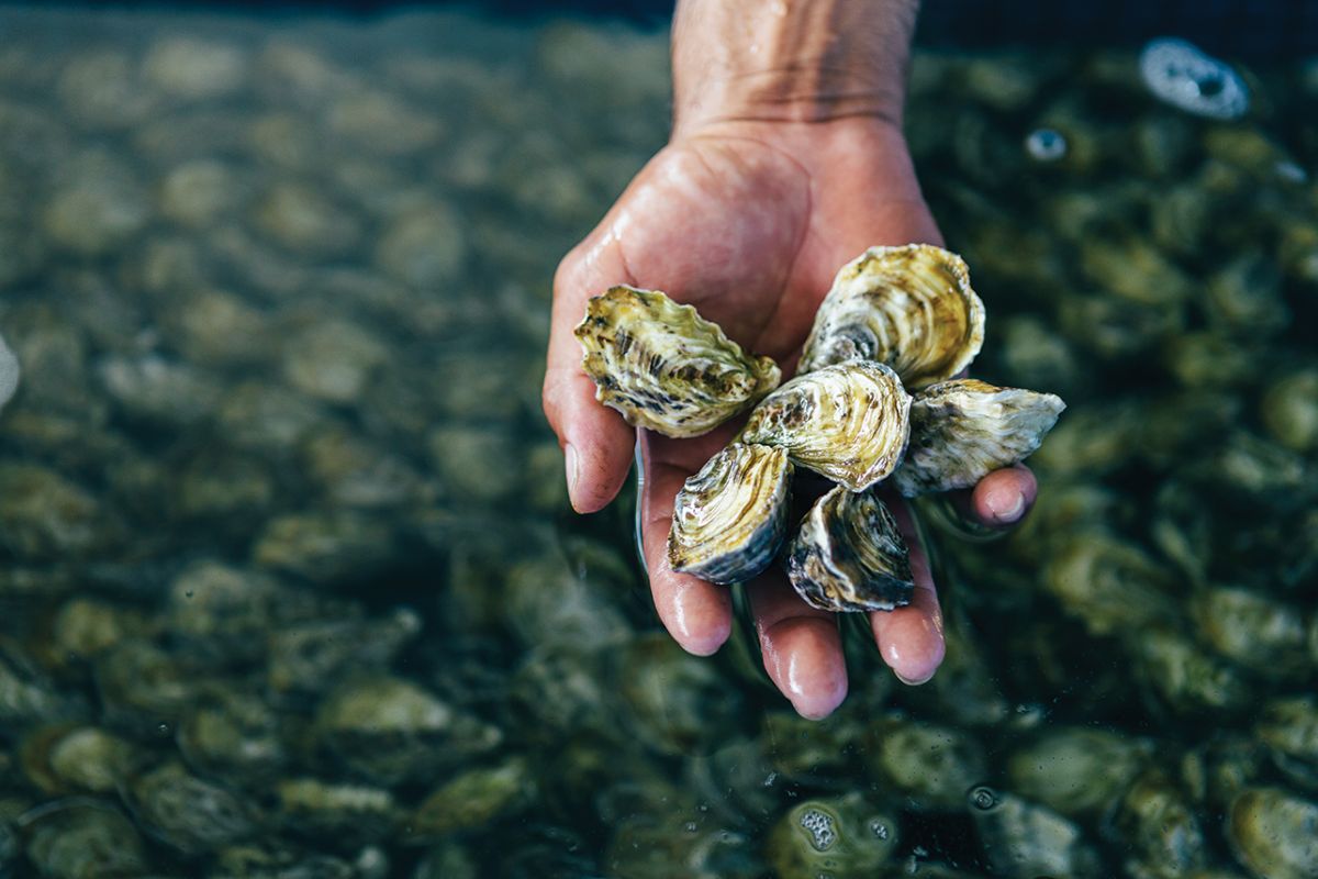 kualoa ranch food tour
