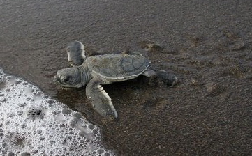 Honu Baby