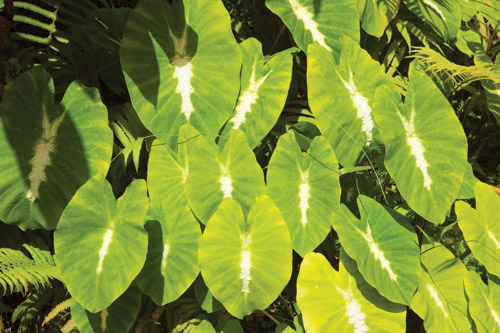 Hoomaluhia_Botanical_Garden_Oahu_park_Hawaii