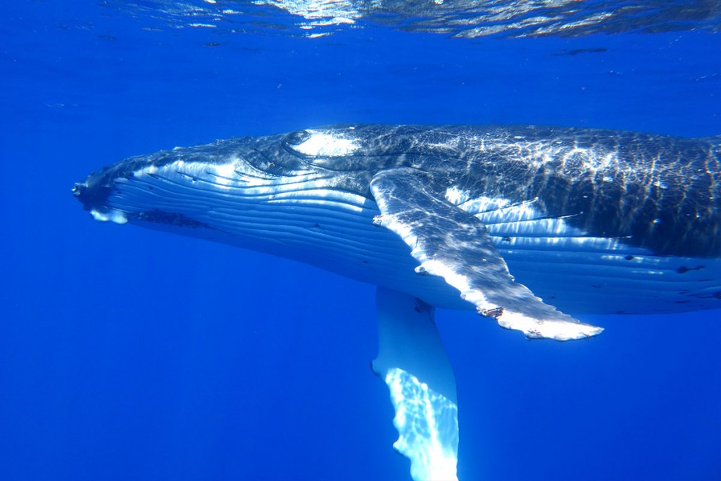 humpback whale