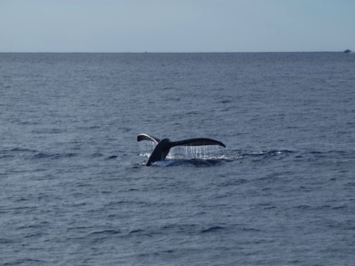 Hawaii_humpback_whale_watching_season_begins_Maui